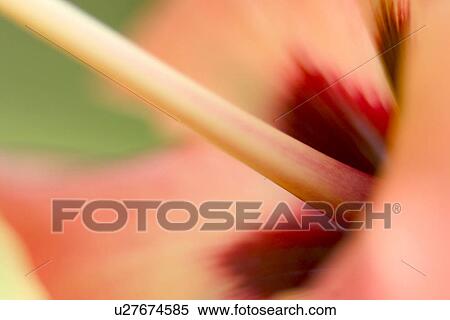 stempel, abloom, alfred, bloom, blossom, bot View Large Photo Image Stock Photography - stempel, abloom, alfred, bloom, blossom, bot. Fotosearch