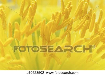 Stock Image - stempel, abloom, background, Bernhard, bloom, blooms. Fotosearch