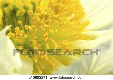 stempel, abloom, background, Bernhard, bloom, blooms View Large Photo Image Stock Image - stempel, abloom, background, Bernhard, bloom, blooms. Fotosearch