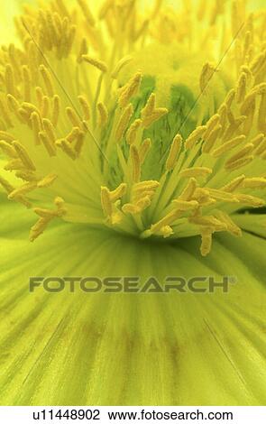 stempel, abloom, background, Bernhard, bloom, blooms View Large Photo Image Stock Image - stempel, abloom, background, Bernhard, bloom, blooms. Fotosearch