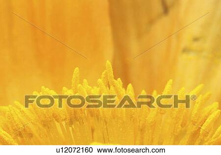 Stock Image - stempel, abloom, background, Bernhard, bloom, blooms. Fotosearch