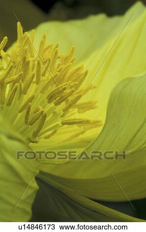Stock Image - stempel, abloom, background, Bernhard, bloom, blooms. Fotosearch