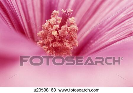 Stock Image - stempel, abloom, background, Bernhard, bloom, blooms. Fotosearch