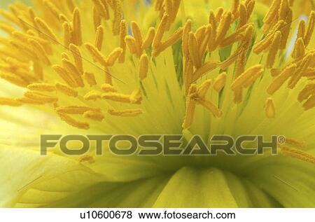stempel, abloom, background, Bernhard, bloom, blooms View Large Photo Image Stock Photo - stempel, abloom, background, Bernhard, bloom, blooms. Fotosearch