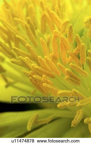 Stock Photo - stempel, abloom, background, Bernhard, bloom, blooms. Fotosearch