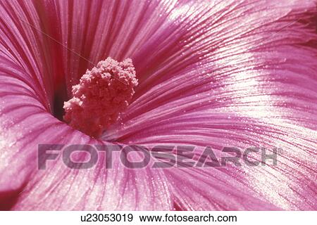 Stock Photo - stempel, abloom, background, Bernhard, bloom, blooms. Fotosearch