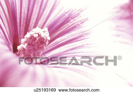 stempel, abloom, background, Bernhard, bloom, blooms View Large Photo Image Stock Photo - stempel, abloom, background, Bernhard, bloom, blooms. Fotosearch