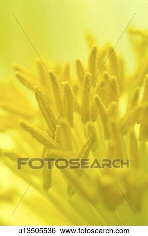 stempel, abloom, background, Bernhard, bloom, blooms View Large Photo Image Stock Photograph - stempel, abloom, background, Bernhard, bloom, blooms. Fotosearch