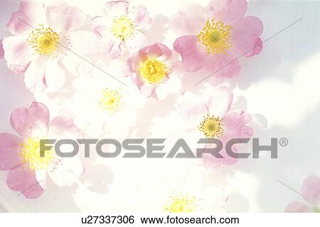 stempel, abloom, background, Bernhard, bloom, blooms View Large Photo Image Stock Photograph - stempel, abloom, background, Bernhard, bloom, blooms. Fotosearch