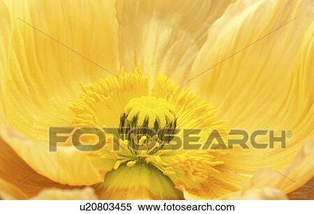 stempel, abloom, background, Bernhard, bloom, blooms View Large Photo Image Stock Photography - stempel, abloom, background, Bernhard, bloom, blooms. Fotosearch