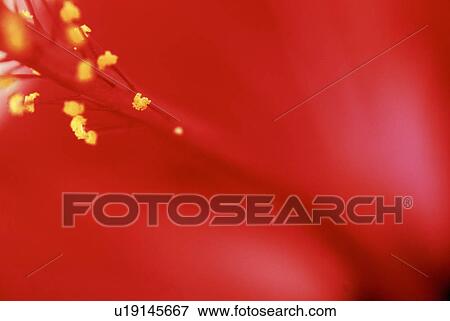 Stock Photo - stempel, austria, bloom, calf, farina, flora, flower. Fotosearch