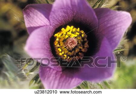 Stock Image - stempel, austria, botany, calf, cock foot plant, cock foot plants, einzelblume. Fotosearch