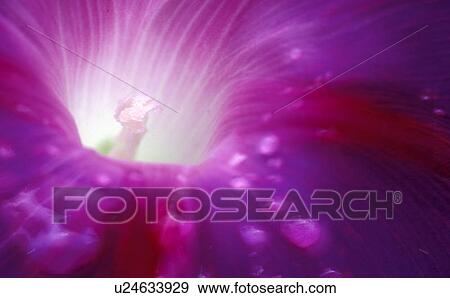 stempel, austria, calf, drip, flora, flower, ipomoea View Large Photo Image Stock Photo - stempel, austria, calf, drip, flora, flower, ipomoea. Fotosearch
