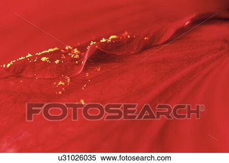 stempel, austria, calf, farina, flora, flower, hibiscus View Large Photo Image Stock Photography - stempel, austria, calf, farina, flora, flower, hibiscus. Fotosearch