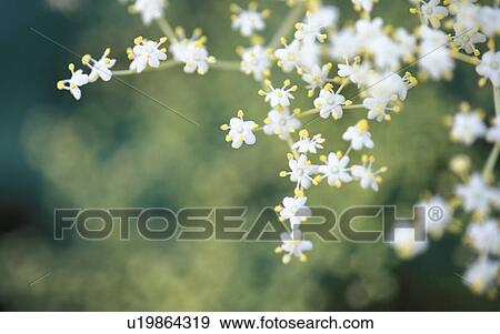 Stock Photo - trugdolden, austria, black elder, bloom, calf, dainty, elder shrubs. Fotosearch