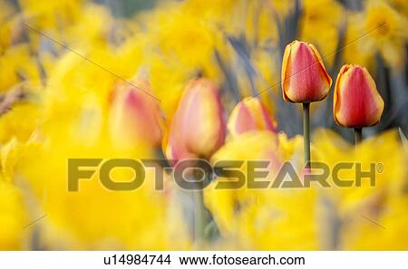 wasserpark, austria, calf, colored, colorful, dainty, flowers View Large Photo Image Picture - wasserpark, austria, calf, colored, colorful, dainty, flowers. Fotosearch
