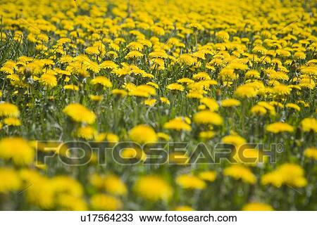 Stock Image - weide, wiesen, fruehlingserwachen, agg, alfred, background. Fotosearch