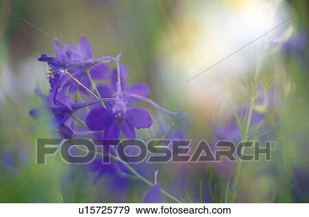 Stock Photo - weinviertel, austria, blue, calf, dainty, flora, flower meadow. Fotosearch