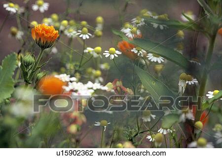 Stock Image - wildblume, fruehlingserwachen, austria, blüten, bloom, blossom, botany. Fotosearch