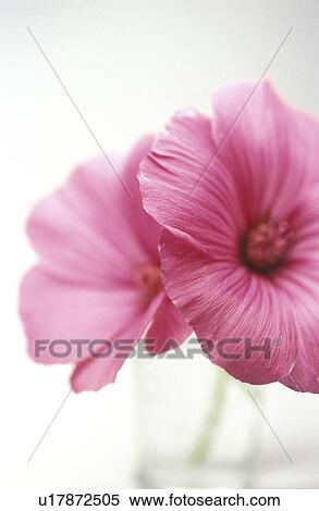 althaea, blooms, bloom, Bernhard, abloom View Large Photo Image Stock Photography - althaea, blooms, bloom, Bernhard, abloom. Fotosearch