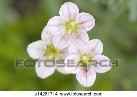 Picture - beautiful, beauty, blooming, blooms, blossom, botanical, botany. Fotosearch
