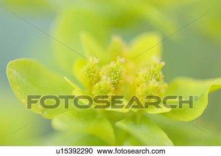 Stock Image - beautiful, beauty, blooming, blooms, blossom, botanical, botany. Fotosearch