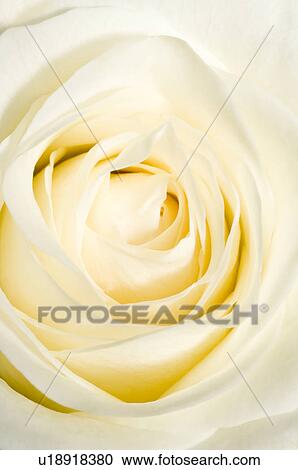 Stock Image - beautiful, beauty, blooming, blooms, blossom, botanical, botany. Fotosearch