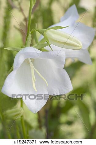 Stock Image - beautiful, beauty, blooming, blooms, blossom, botanical, botany. Fotosearch