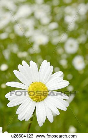 beautiful, beauty, blooming, blooms, blossom, botanical, botany View Large Photo Image Stock Image - beautiful, beauty, blooming, blooms, blossom, botanical, botany. Fotosearch