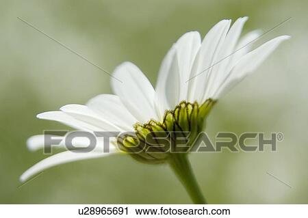 Stock Image - beautiful, beauty, blooming, blooms, blossom, botanical, botany. Fotosearch