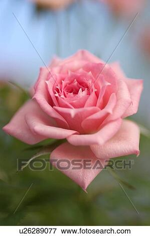beautiful, beauty, blooming, blooms, blossom, botanical, botany View Large Photo Image Stock Photo - beautiful, beauty, blooming, blooms, blossom, botanical, botany. Fotosearch