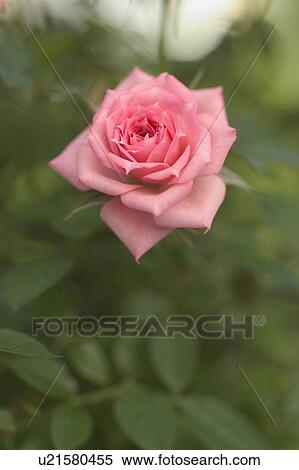 beautiful, beauty, blooming, blooms, blossom, botanical, botany View Large Photo Image Stock Photography - beautiful, beauty, blooming, blooms, blossom, botanical, botany. Fotosearch