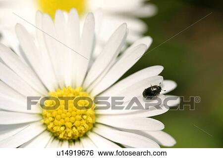 bloom, alfred, bellis, beetle, Austria, abloom View Large Photo Image Stock Photograph - bloom, alfred, bellis, beetle, Austria, abloom. Fotosearch