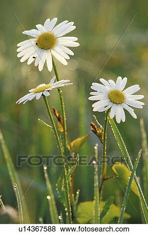 Stock Photo - bloom, blossom, blooms, abloom. Fotosearch