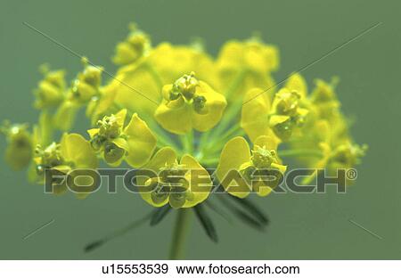 Stock Photo - bloom, blossom, blooms, abloom. Fotosearch