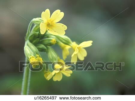 Stock Photo - bloom, blossom, blooms, abloom. Fotosearch
