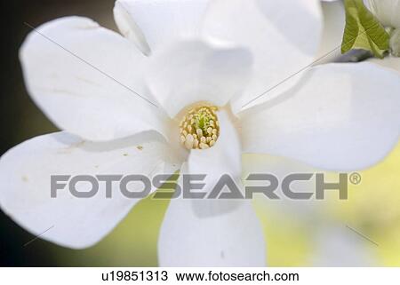 Stock Image - bloom, flower, spring, hope, magnolia, nature, plant. Fotosearch