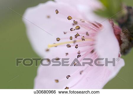 blooming, bloomy, bloom, pedicel, fine, freedom, spring View Large Photo Image Stock Photograph - blooming, bloomy, bloom, pedicel, fine, freedom, spring. Fotosearch