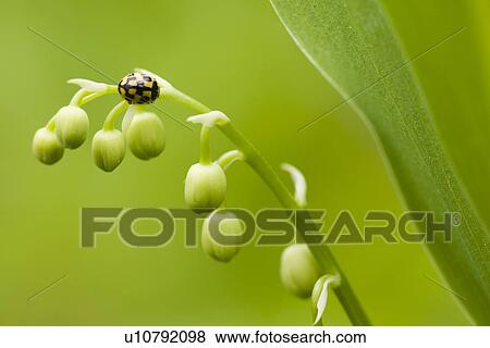 Stock Photo - blooms, beetle, blooming, bloomer, bloom, alfred. Fotosearch