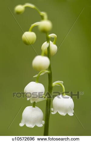 Stock Photograph - bloomy, bloom, blooms, blooming, bloomer, alfred. Fotosearch