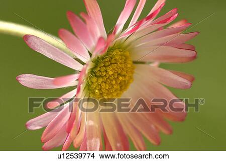 Picture - blossom, alfred, bloom, bellis, Austria, abloom. Fotosearch