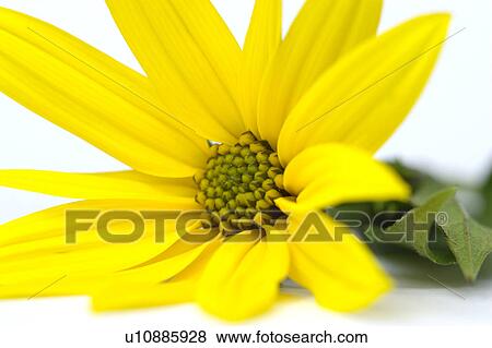 buss, alcohol, bloom, beverage, alexandra, alkoholherstellung View Large Photo Image Stock Photo - buss, alcohol, bloom, beverage, alexandra, alkoholherstellung. Fotosearch