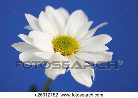 chrysanthemum, bloom, burkhard, blue, blossom, abloom View Large Photo Image Stock Image - chrysanthemum, bloom, burkhard, blue, blossom, abloom. Fotosearch