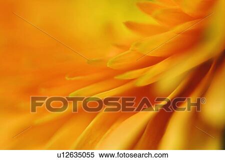 CLOSE, alfred, blossom, bloom, background, abloom View Large Photo Image Stock Photography - CLOSE, alfred, blossom, bloom, background, abloom. Fotosearch