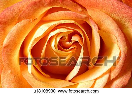 Stock Image - CLOSE, background, burkhard, blossom, bloom, abloom. Fotosearch