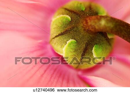 close-up, alfred, CLOSE, blossom, bloom, abloom View Large Photo Image Stock Photograph - close-up, alfred, CLOSE, blossom, bloom, abloom. Fotosearch