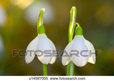 close-up, alfred, CLOSE, blossom, bloom, abloom View Large Photo Image Stock Photography - close-up, alfred, CLOSE, blossom, bloom, abloom. Fotosearch