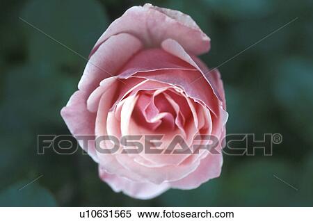 close-up, andreas, CLOSE, blossom, bloom, abloom View Large Photo Image Stock Photography - close-up, andreas, CLOSE, blossom, bloom, abloom. Fotosearch