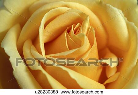 Stock Photo - close-up, background, CLOSE, blossom, bloom, day, abloom. Fotosearch