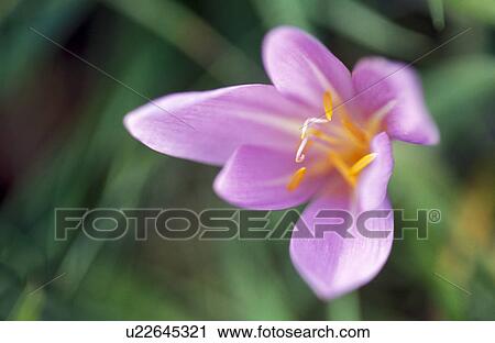 Stock Image - colchicum, autumn, calf, botany, autumnale, flower, austria. Fotosearch